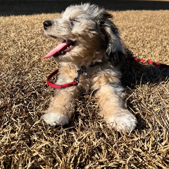 Meet your Posher, Soledad - Picture 1 of 1